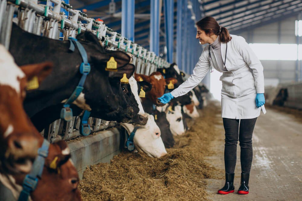 dairy-farms